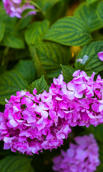 태안 네이처월드 빛축제 꽃정원