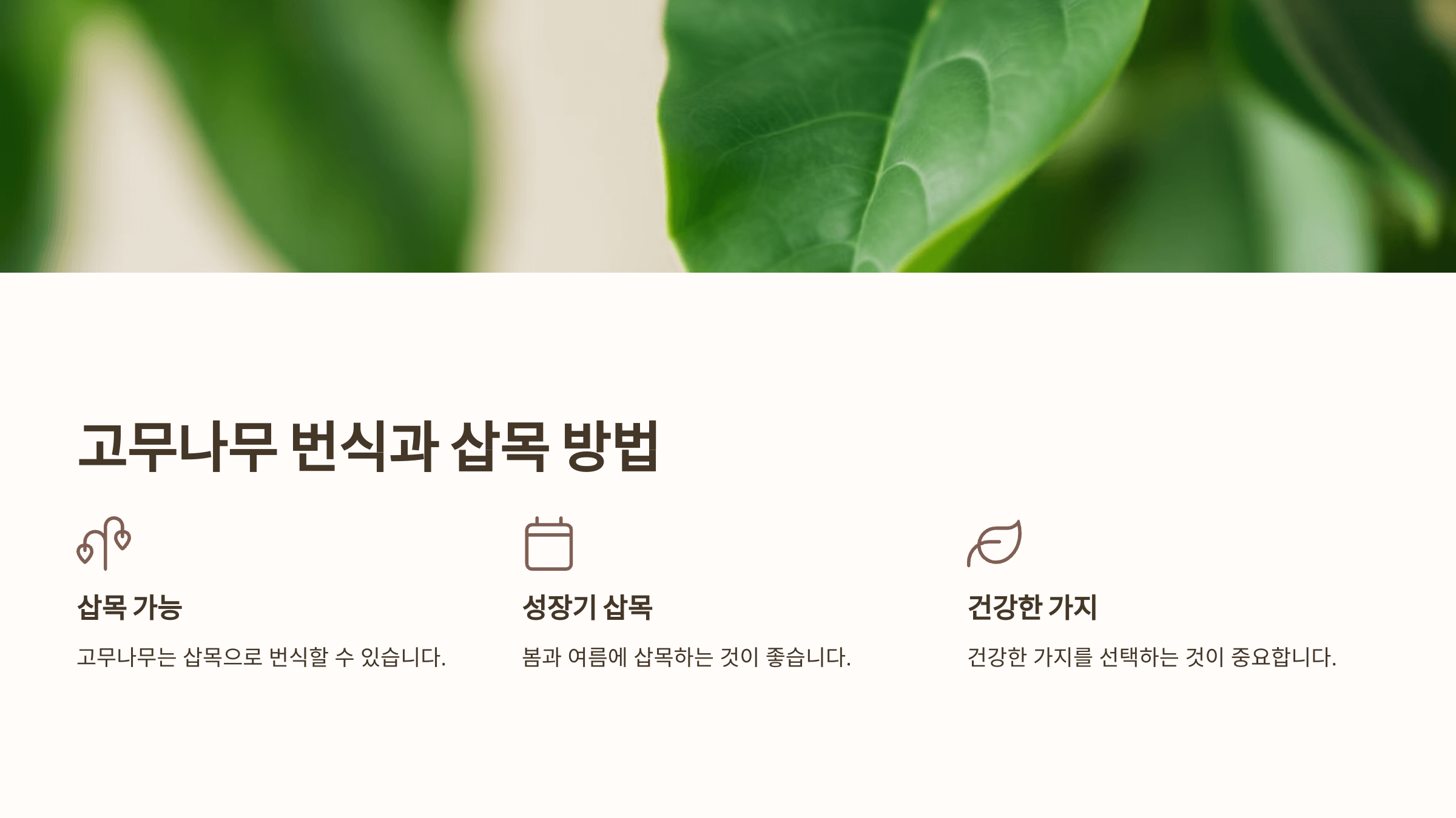 고무나무와 관련된 사진입니다.