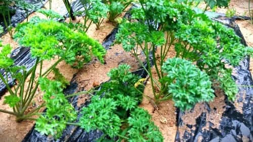 파슬리-효능-효과