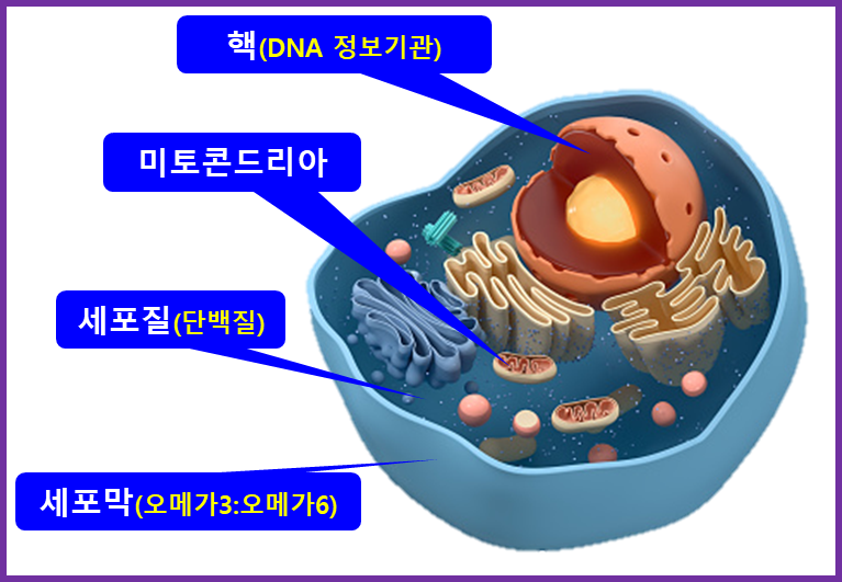 세포 구성