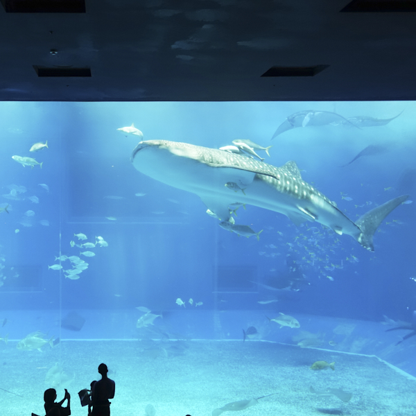 오키나와 츄라우미 수족관