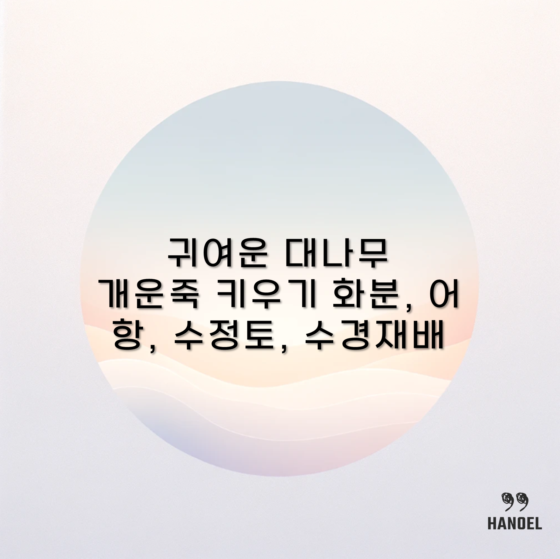 귀여운 대나무 개운죽 키우기 화분, 어항, 수정토, 수경재배