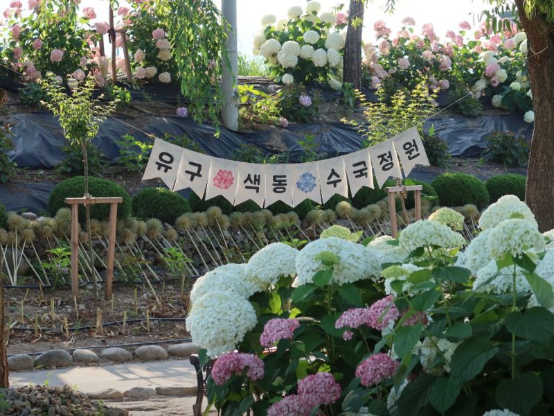 유구 색동수국정원