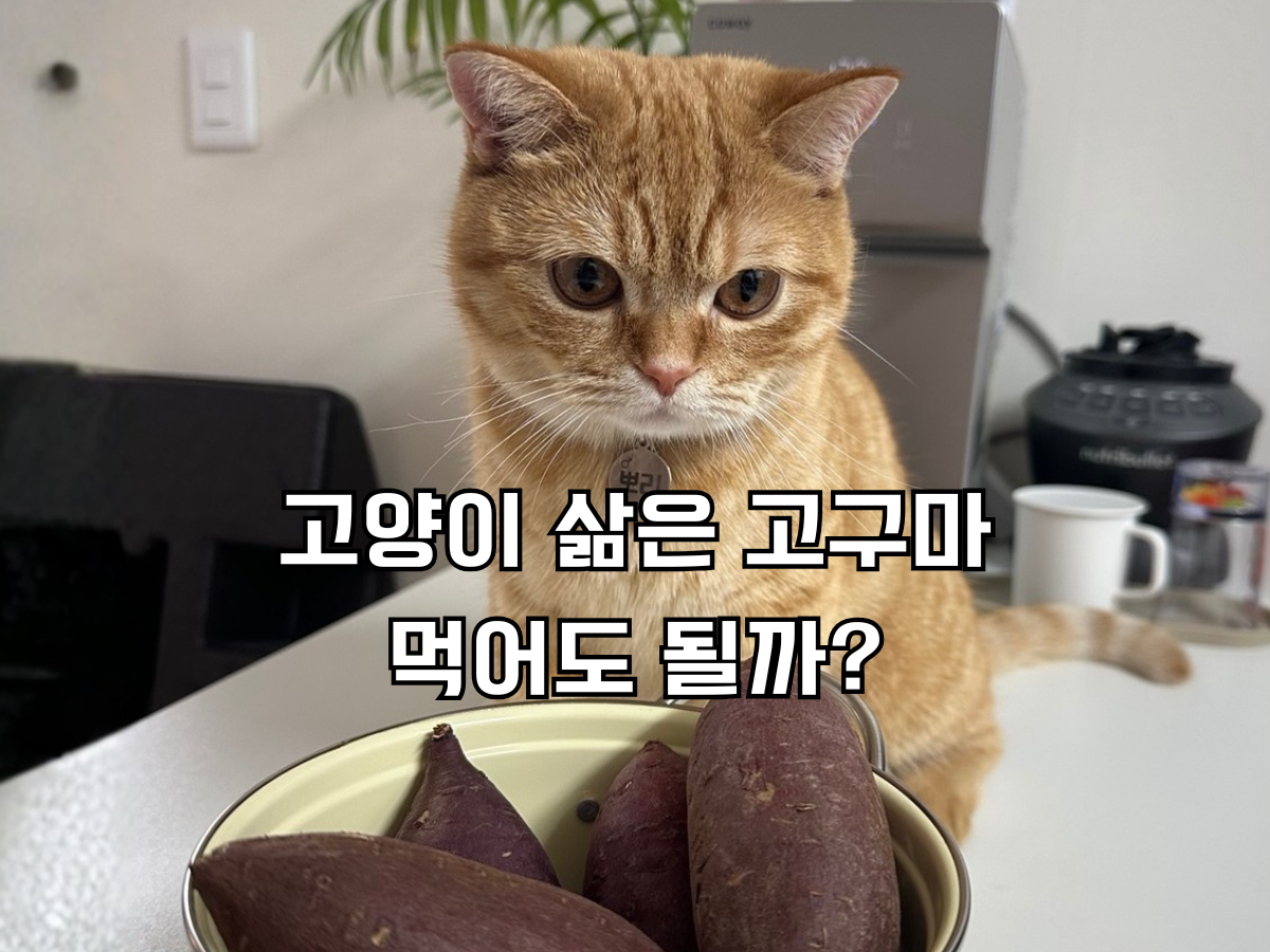 블로그 대표 이미지. 주황색 고양이가 주방 카운터에 앉아 있고, 앞쪽에는 콜랜더 그릇에 보라색 고구마들이 가득 담겨 있다. 이미지 중앙에 큰 글씨로 '고양이 삶은 고구마 먹어도 될까?'라는 한국어 텍스트가 오버레이 되어 있다.