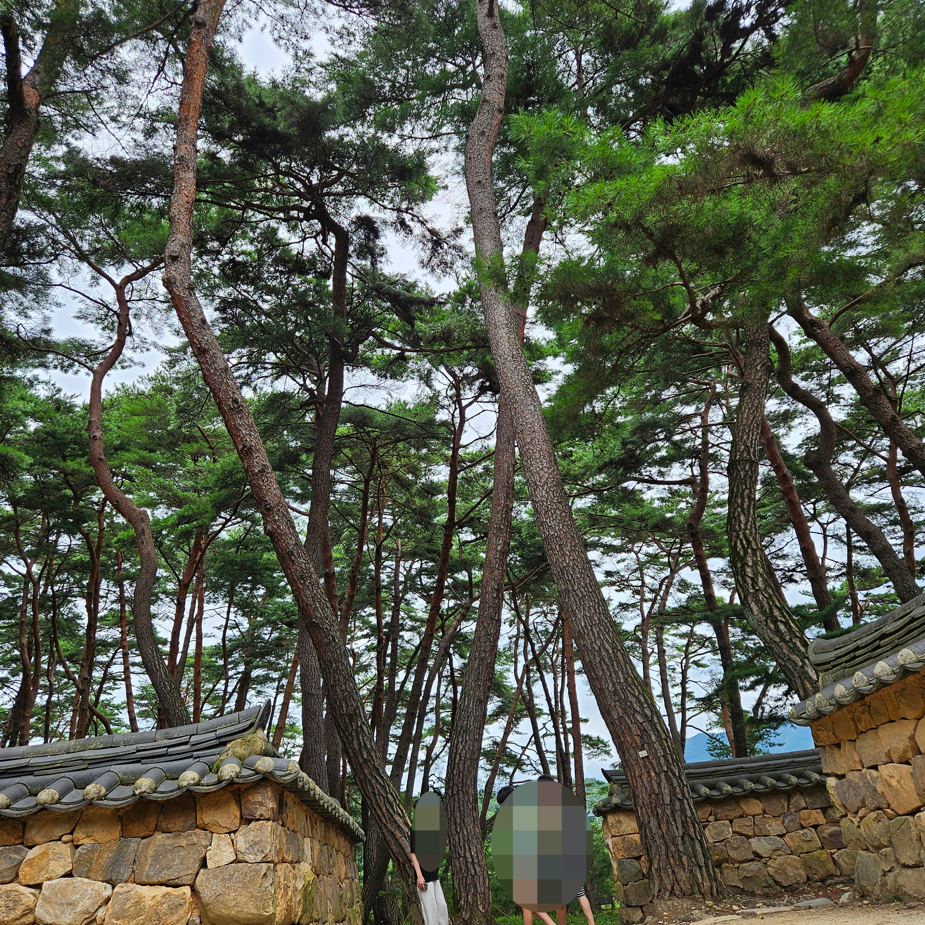 청령포 송림