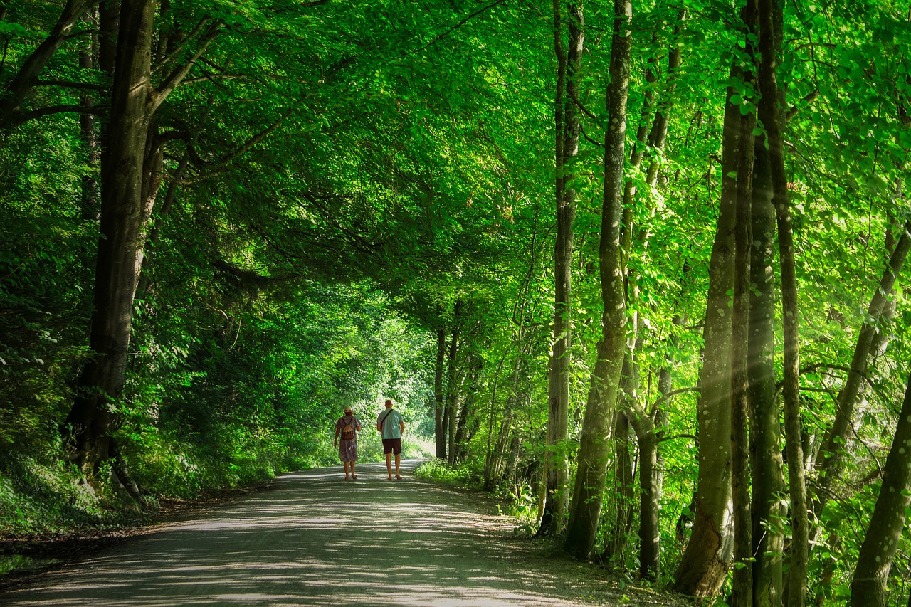 초록이 올라오는 길 따라 산책하기 관련 사진