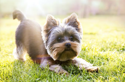 개의 탈모가 심할 때 생기는 질병 코 위의 털만 빠지는 경우.