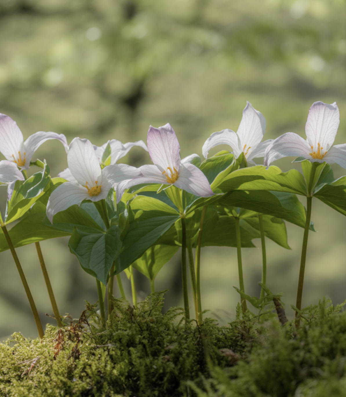 어수리의 고향, 반그늘 숲속을 기억하세요