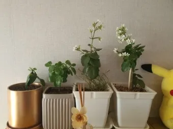 화분 베란다 단열 겨울철보온 커튼사용 찬바람차단 식물보호 요령_13