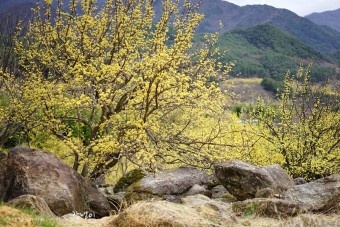 3월 봄꽃 축제 하는곳 봄꽃 여행지