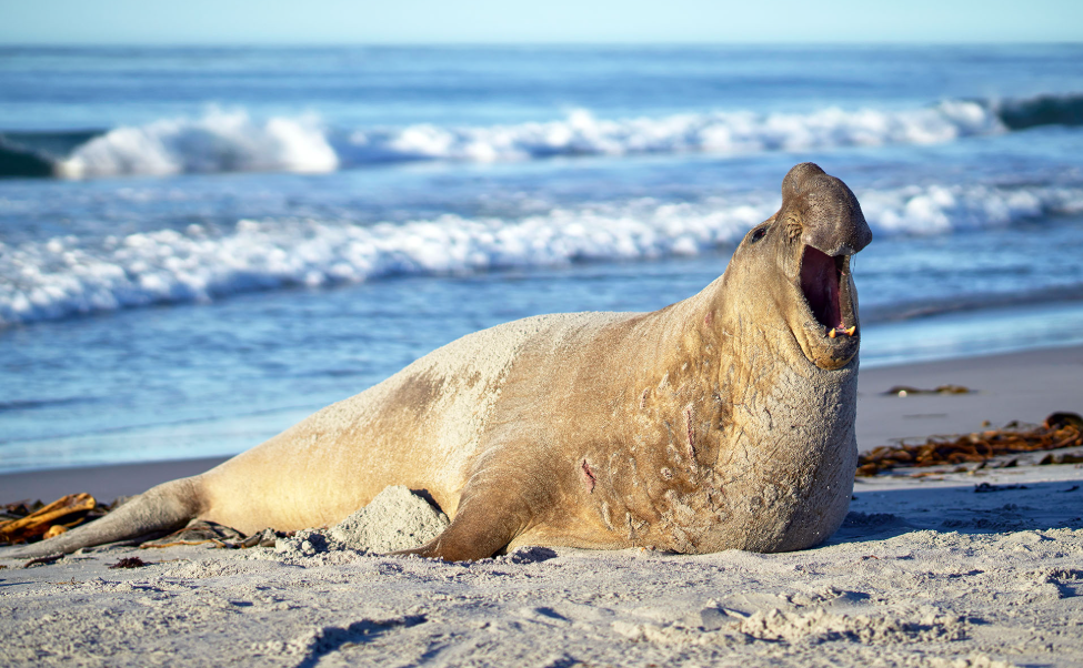 남부코끼리물범의 먹이사슬과 번식 그리고 잠수능력