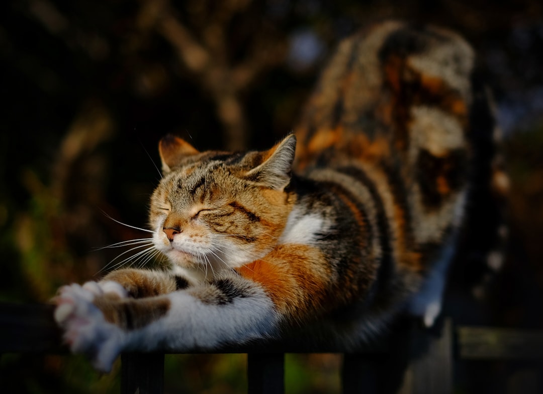 Stretching