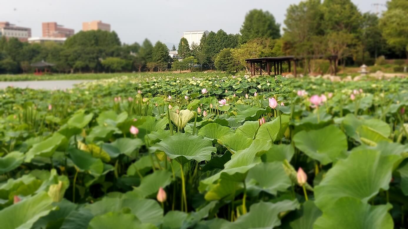 연꽃모습