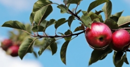 사과 보관법