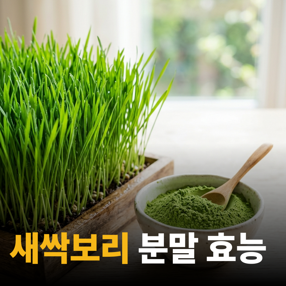 새싹보리 분말 효능