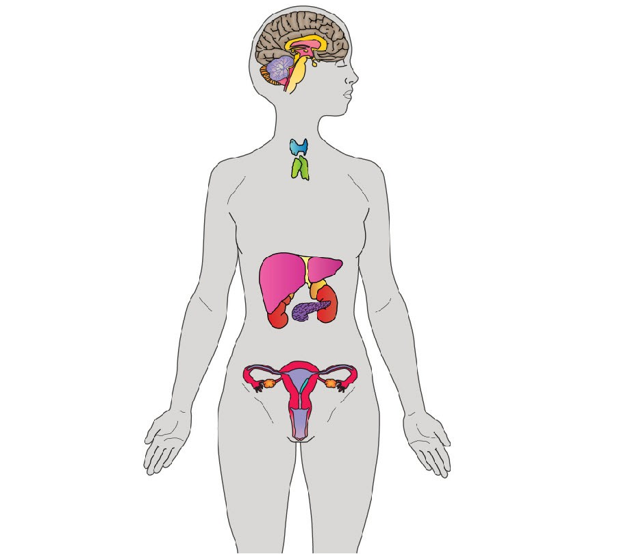 [E00-E90] Ⅳ. 내분비, 영양 및 대사 질환(E00-E90)