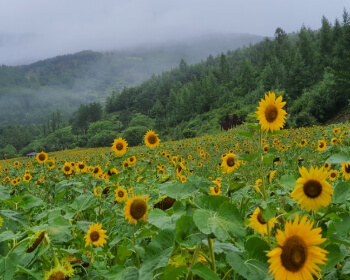 태백 해바라기 축제