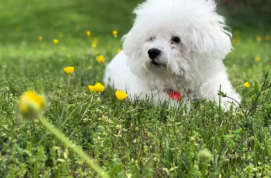 삼성화재 다이렉트 펫보험 펫 실비보험