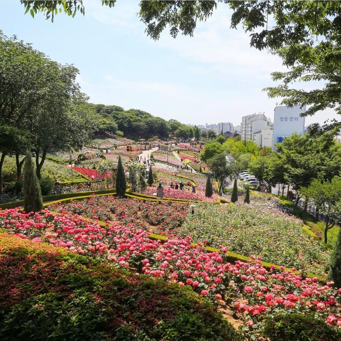 부천 백만송이장미공원 장미축제