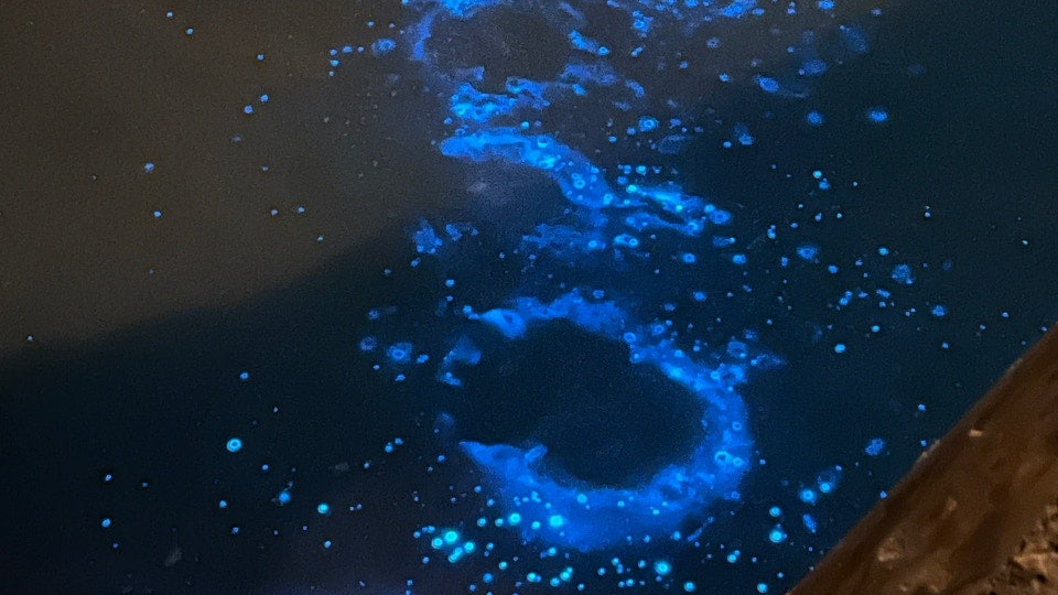 바다 야광충 사진