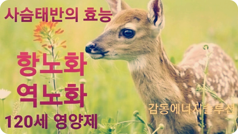 사슴태반 효능