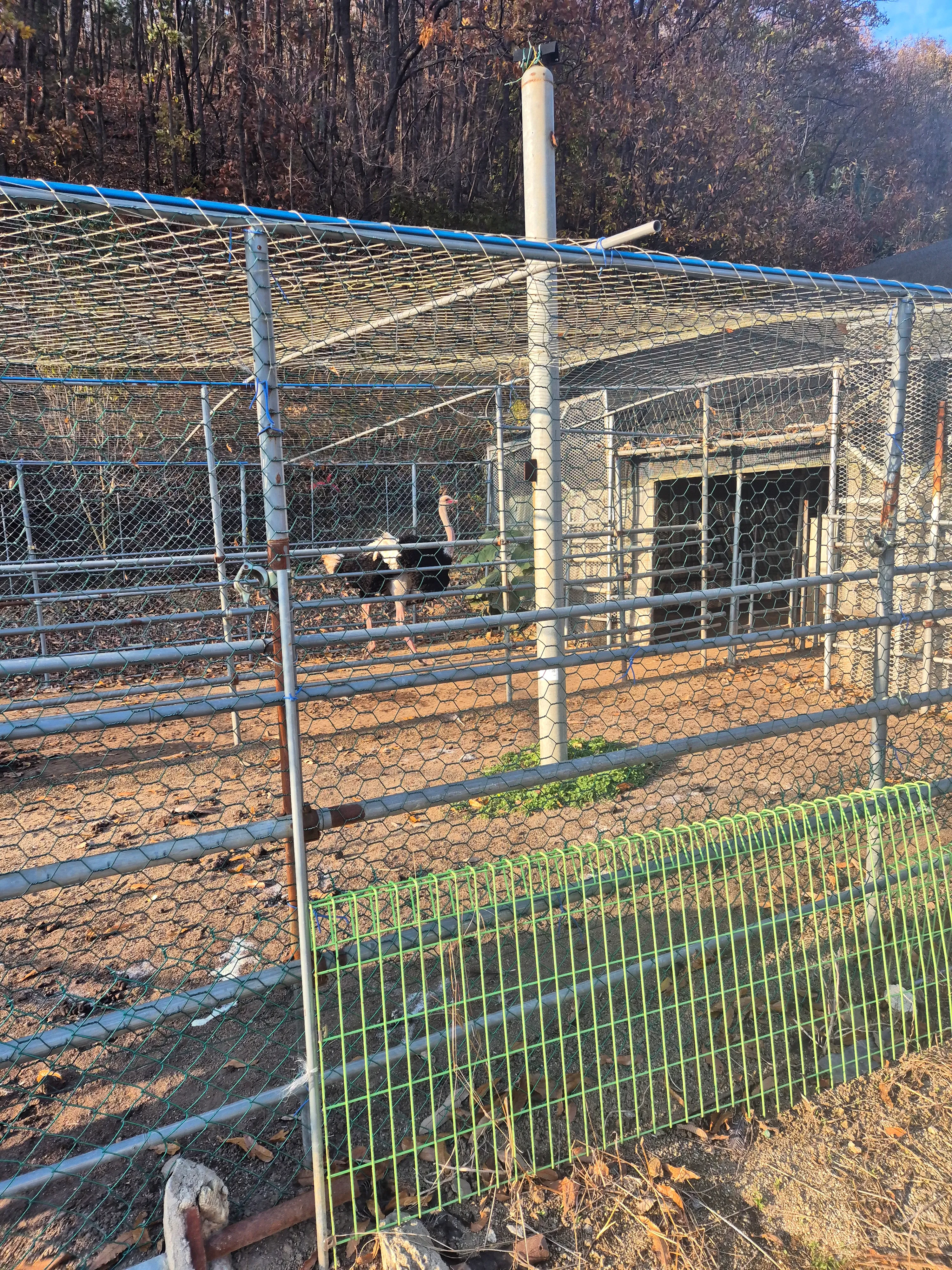 글램핑-타조-구경2