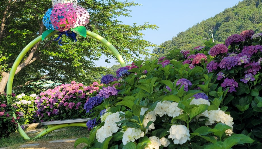 통영 광도천 수국꽃길 수국