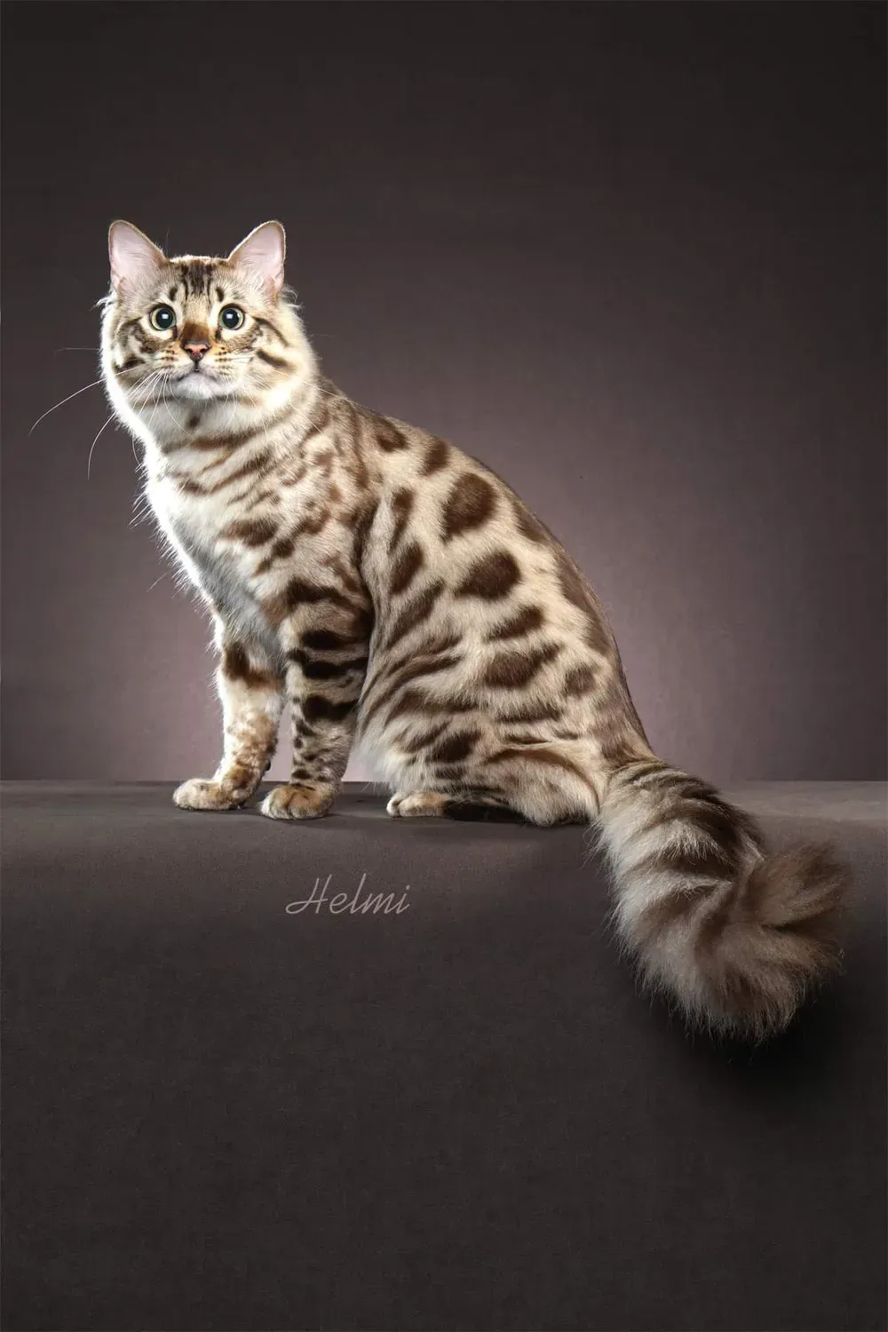 뱅갈고양이 유전병 털빠짐 무늬 수명 가격_4