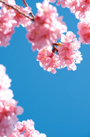 2026 벚꽃 코스 지역별 완벽 가이드