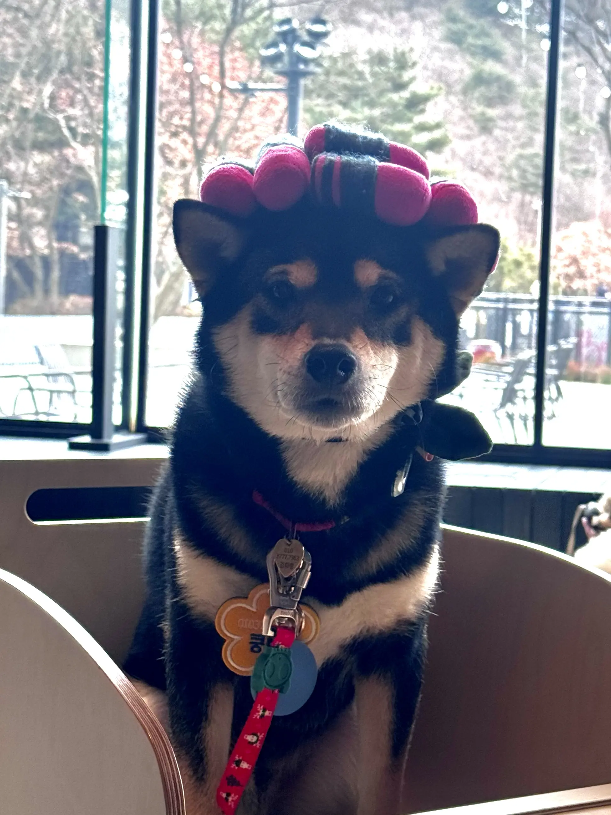  소노펫 비발디파크