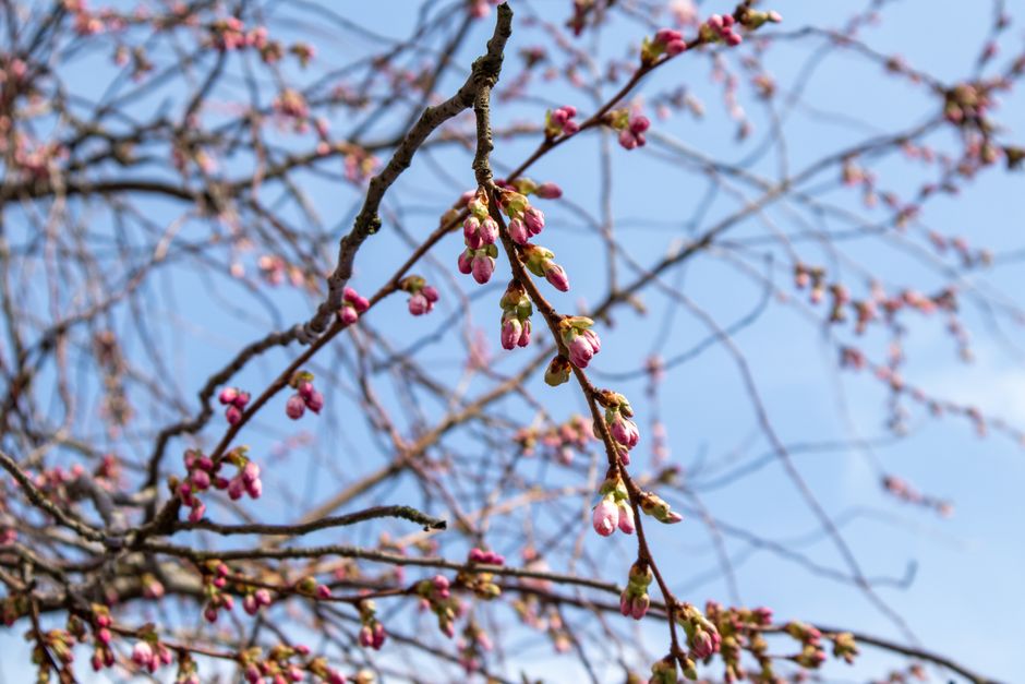 Close-up of cherry blossom buds against a clear blue sky in G&ouml;teborg during springtime.