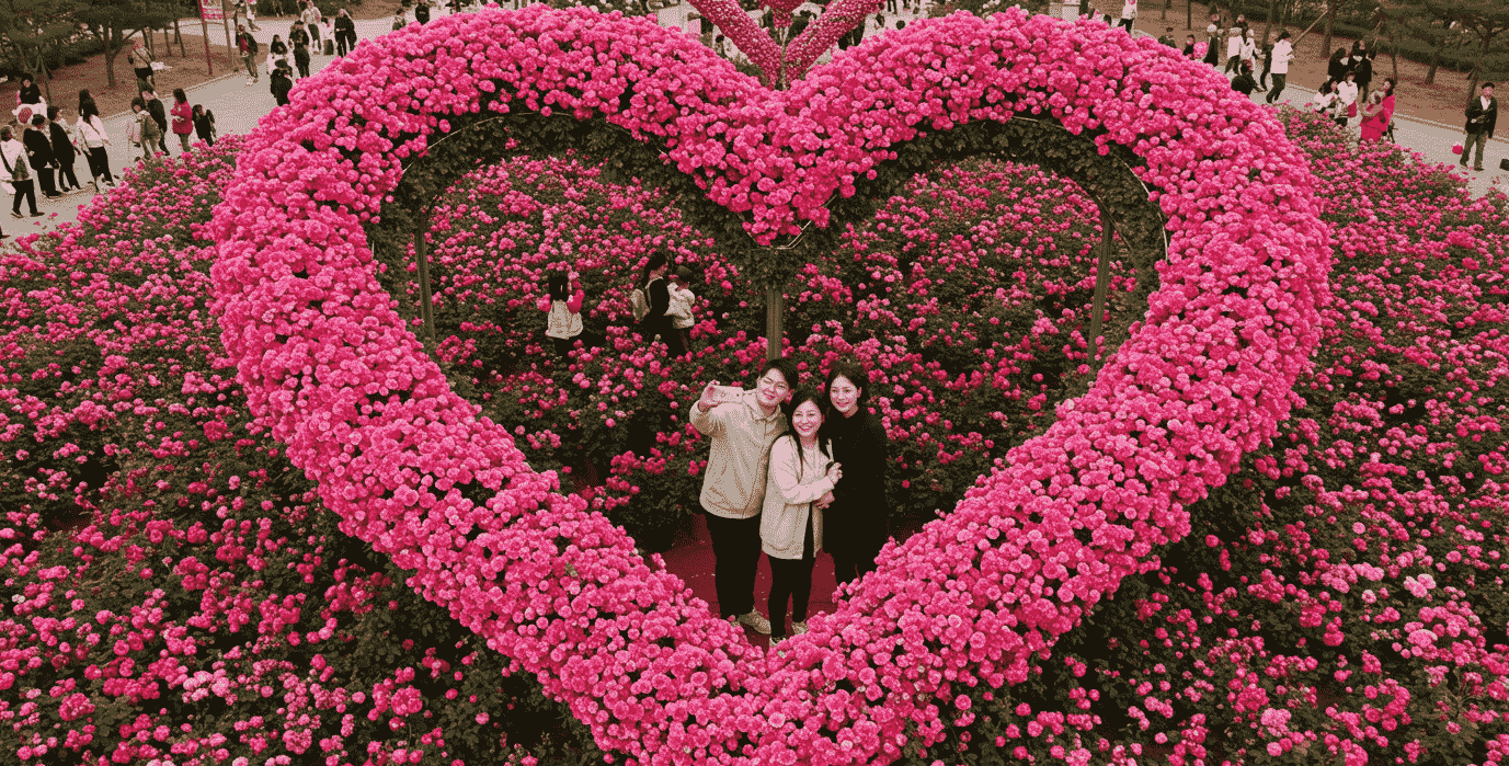 울산 장미축제 2025 안내