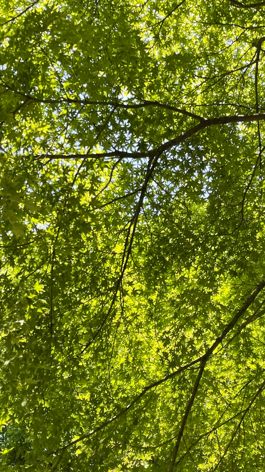 양재 시민의 숲 (매헌 시민의 숲)