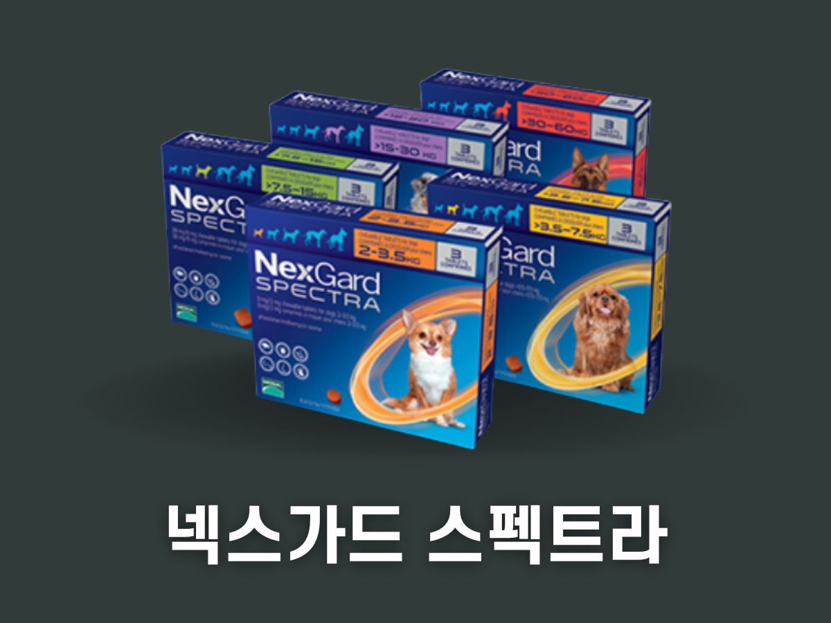 넥스가드 스펙트라 가격