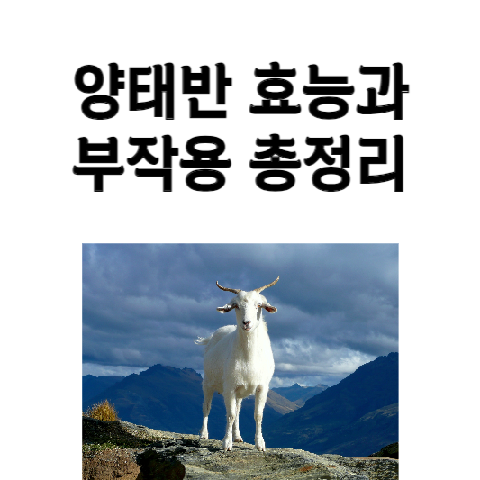 양태반 효능과 부작용