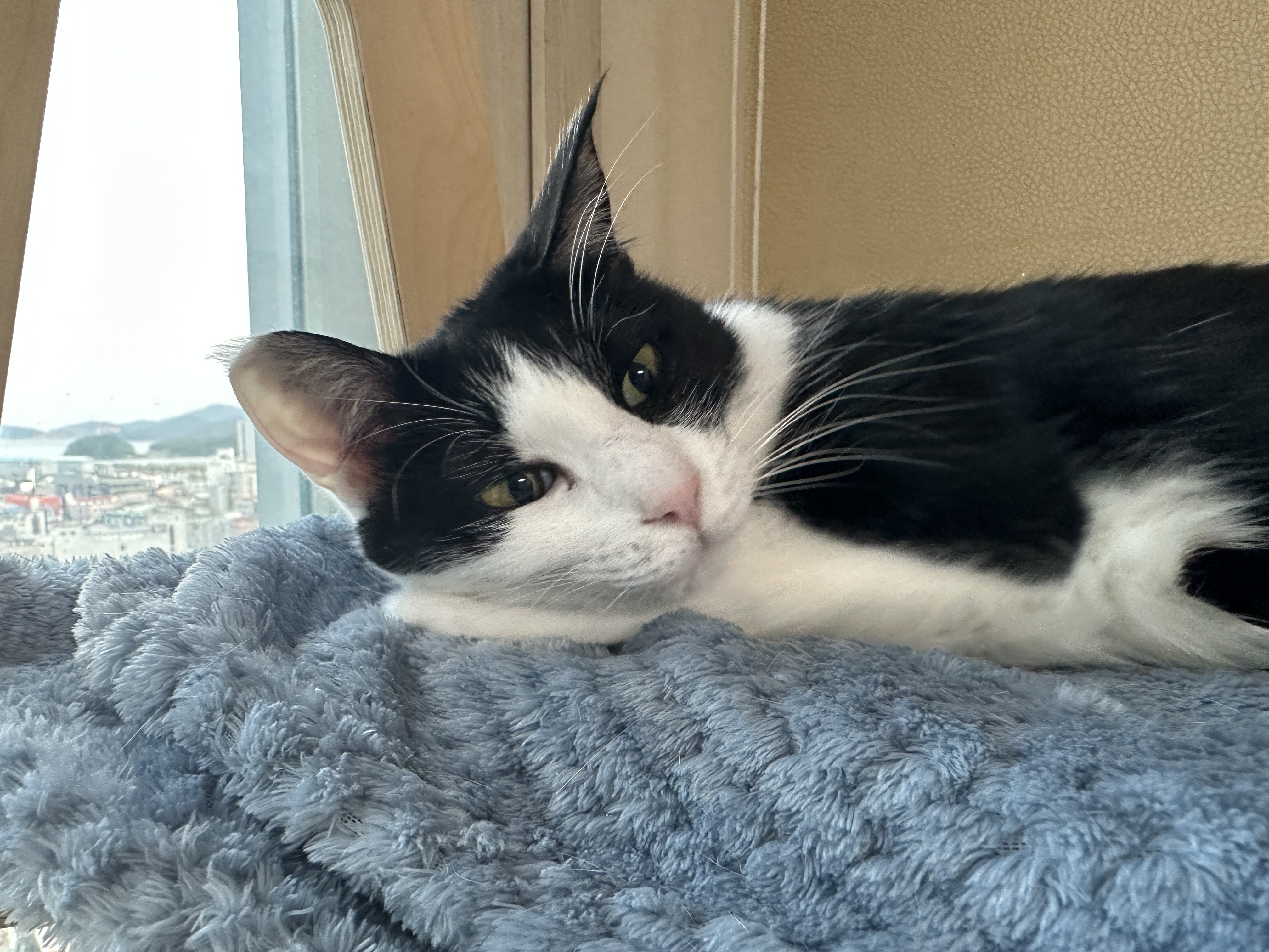 깔끔쟁이-두리도-캣타워-꼭대기-새-담요가-맘에-든다.-(feat.-루디)