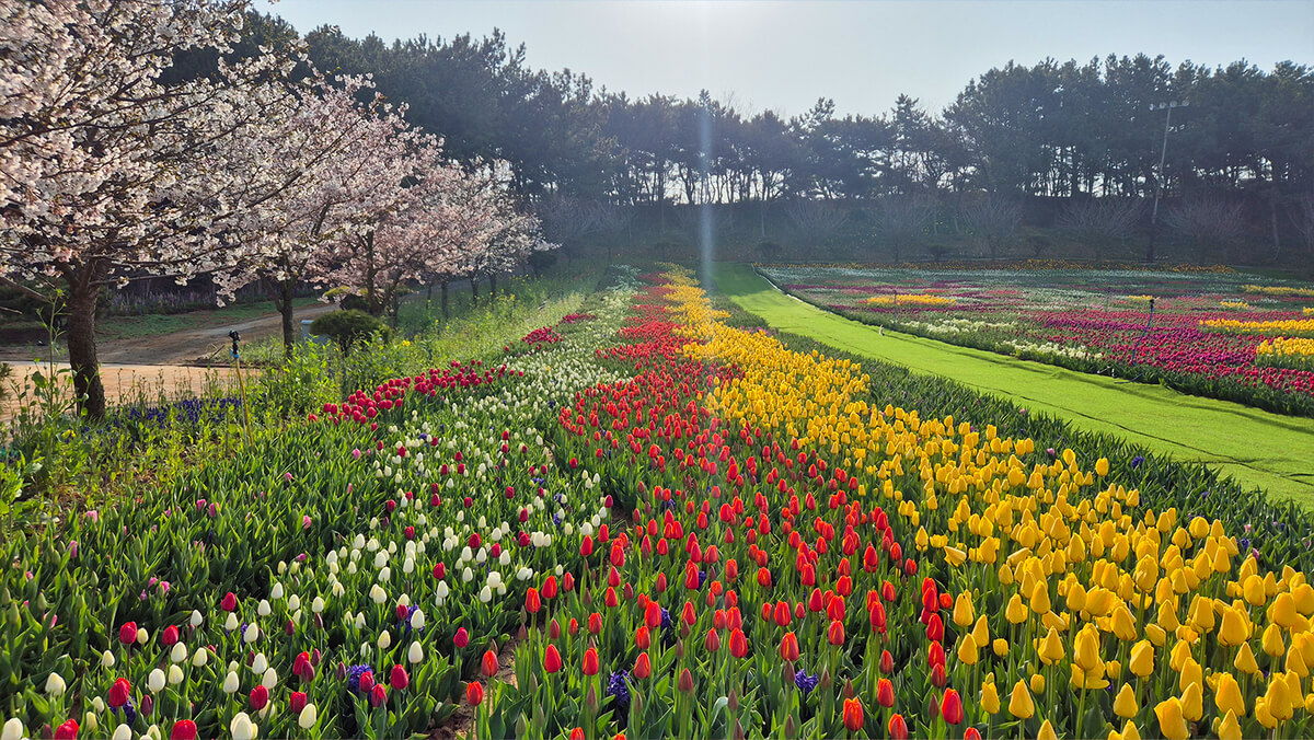 태안 튤립축제