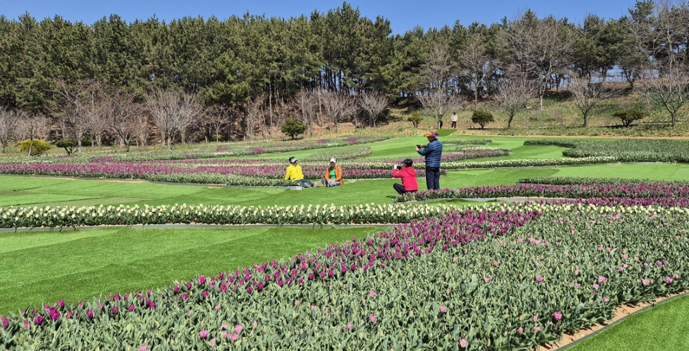 태안 안면도 튤립축제 개화상황