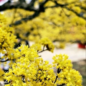 구례 산수유꽃축제