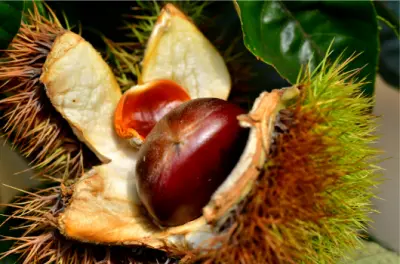 가을 제철음식 밤 효능과 영양성분