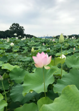 양평 두물머리 세미원 연꽃문화제