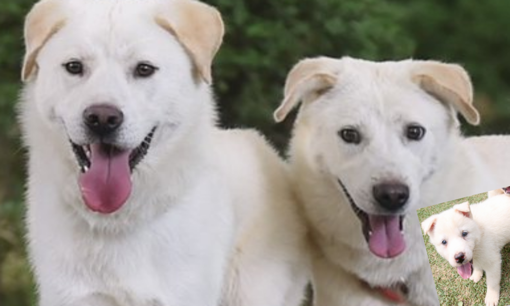 풍산개, 풍산개특징,성격