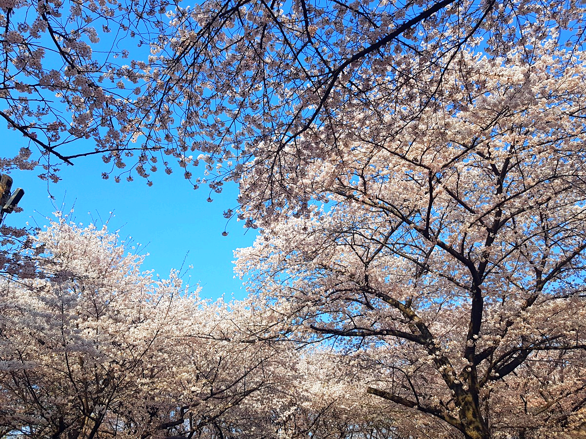 2026 비밀의 인천 벚꽃 명소｜SK인천석유화학 벚꽃동산 개방, 무료 주차 꿀팁
