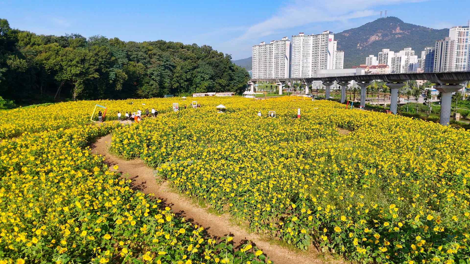 신곡새빛정원 해바라기