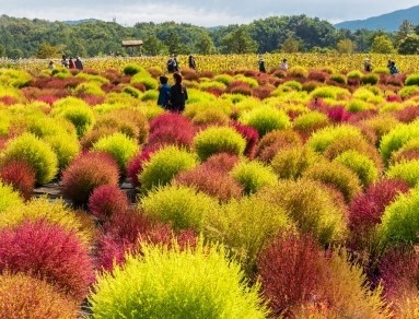 고석정꽃밭-댑싸리