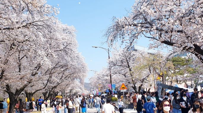 안동 벚꽃 축제