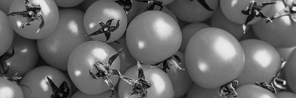 방울토마토 키우기 방법