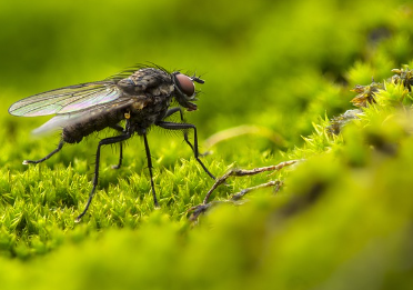 초파리의 빠른 번식 주기
