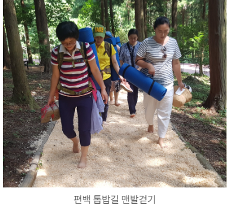 장흥 우드랜드 편백숲