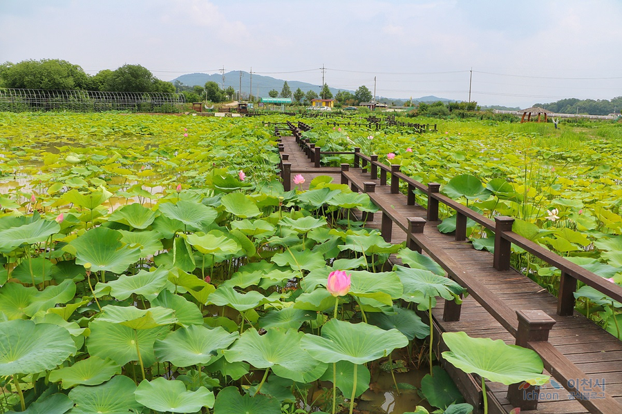 성호호수 연꽃단지